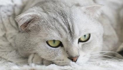 绝地反击！强队逆转获胜续写冠军争夺历史，绝地反击上演惊天逆转